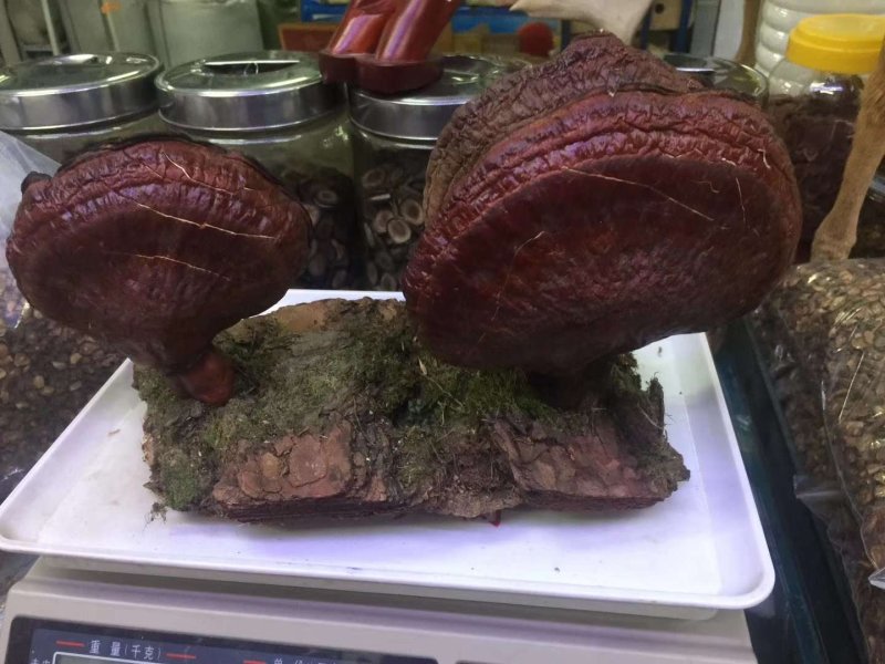 包邮(产地直供)长白山当地林下野生灵芝