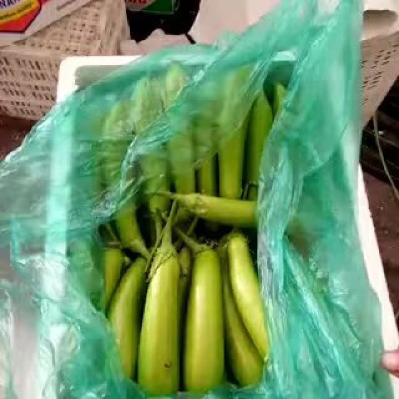 青茄子山东青茄产地发货视频看货，全国发货量大从优欢迎订购