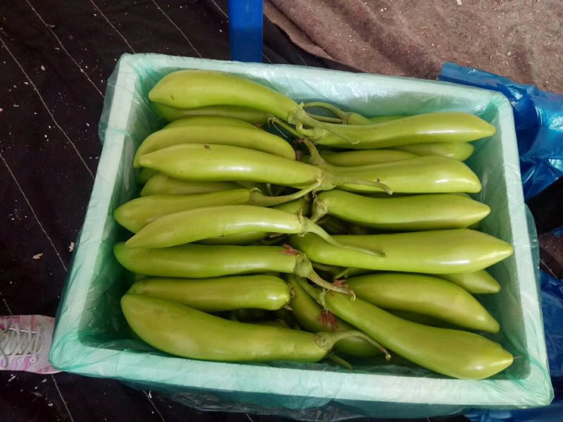 青茄子山东青茄产地发货视频看货，全国发货量大从优欢迎订购