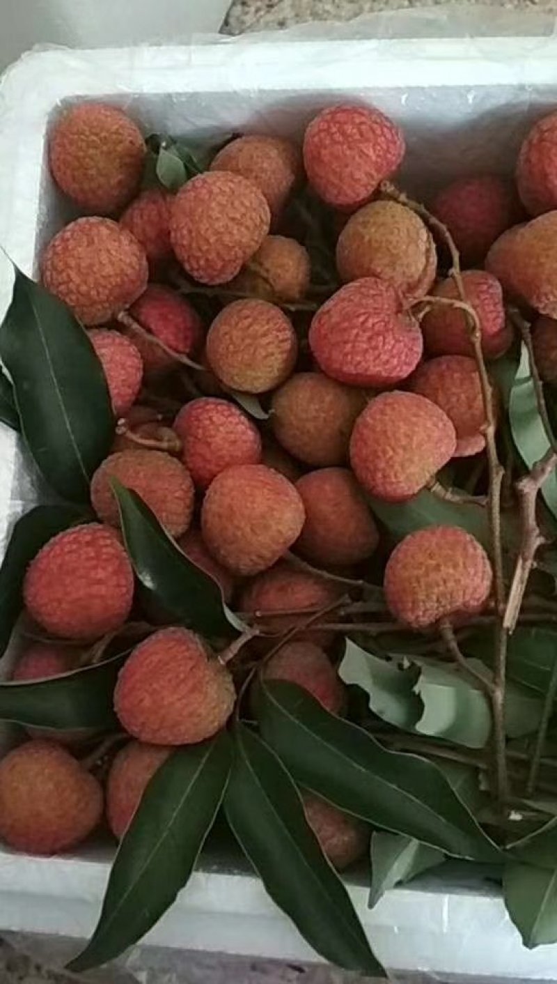 白糖婴