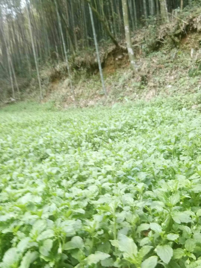 干货灵香草优质精选灵香草