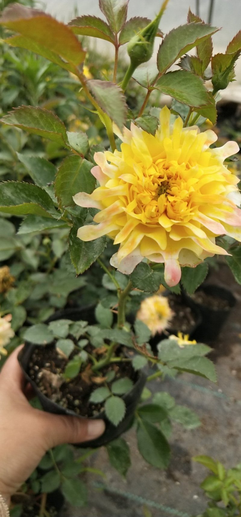 月季小苗带营养杯发货，四季开花不断，颜色混搭。
