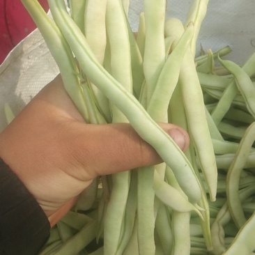 白不老，芸豆，基地种植面积大，九粒白，不老鲜内