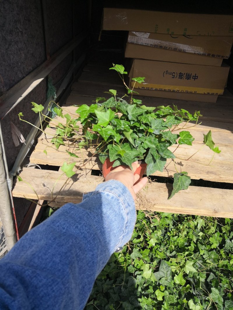 花叶常春藤