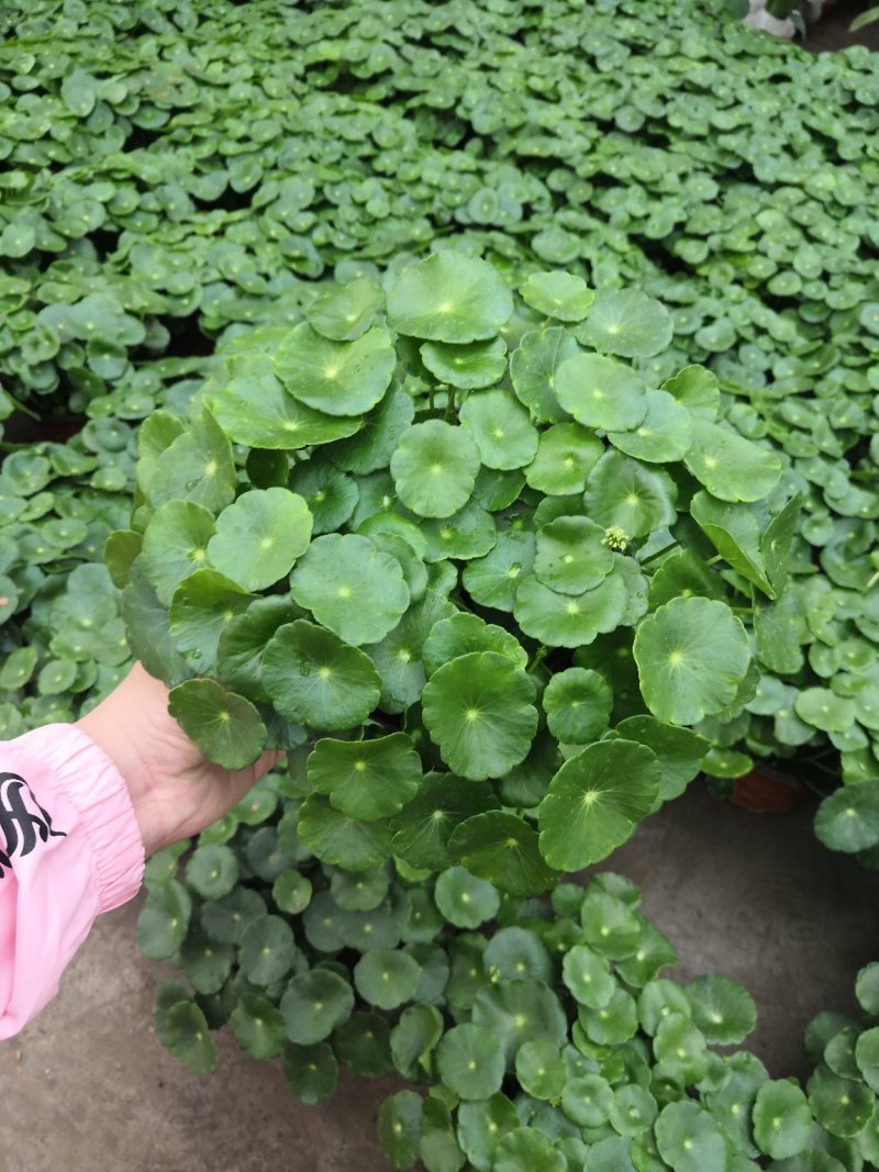 铜钱草