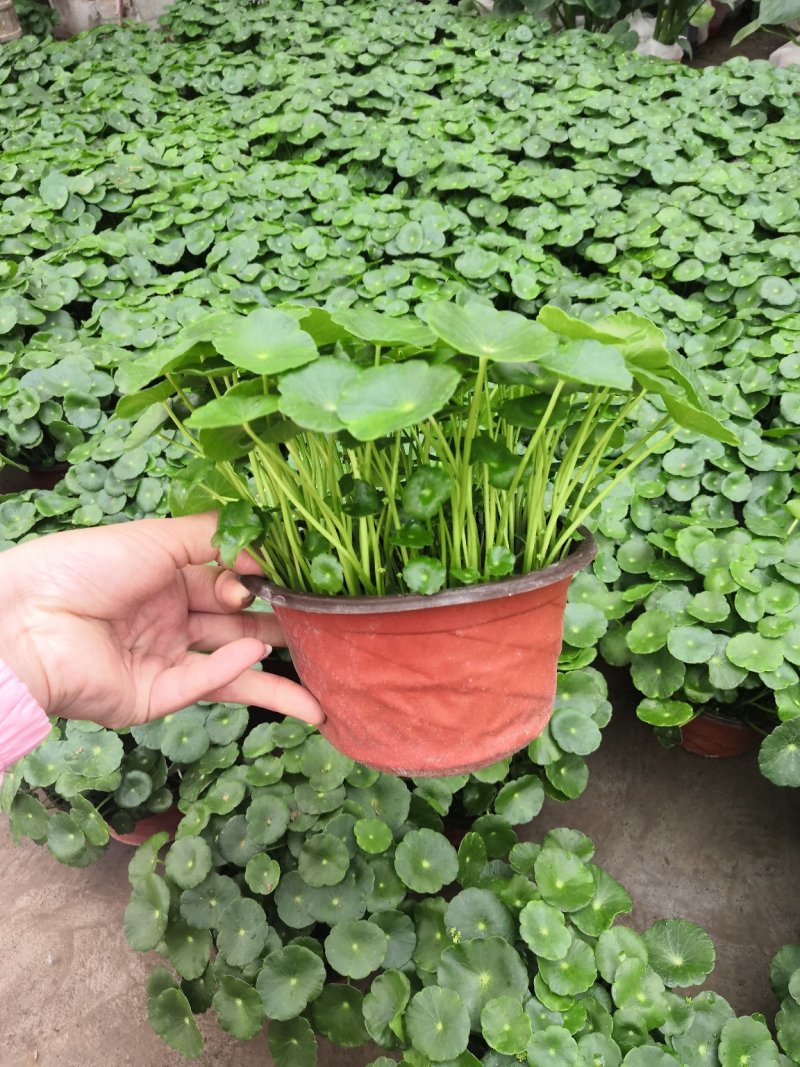 铜钱草