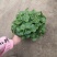 铜钱草