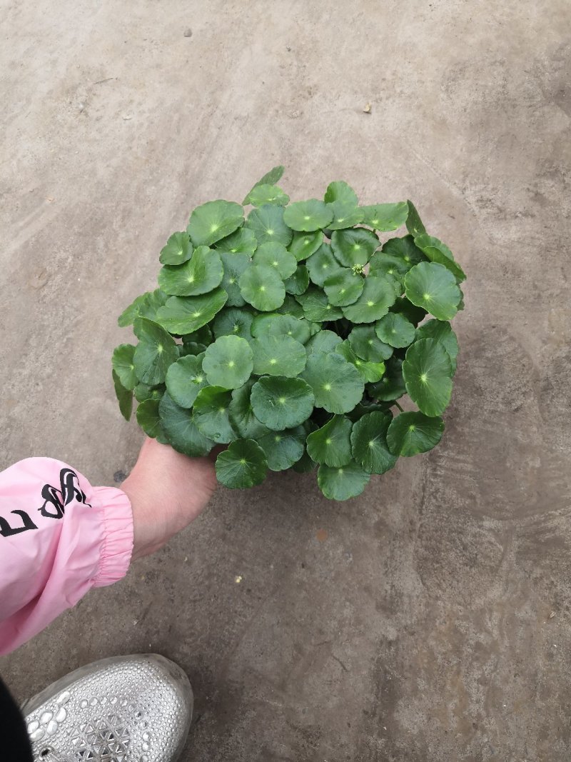 铜钱草