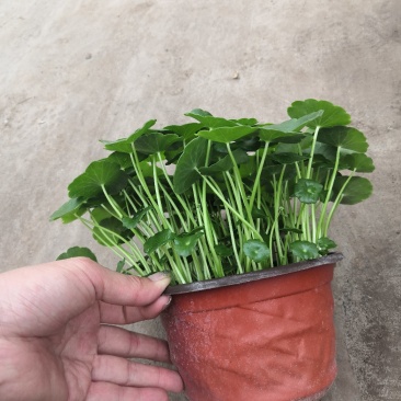 铜钱草