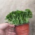 铜钱草