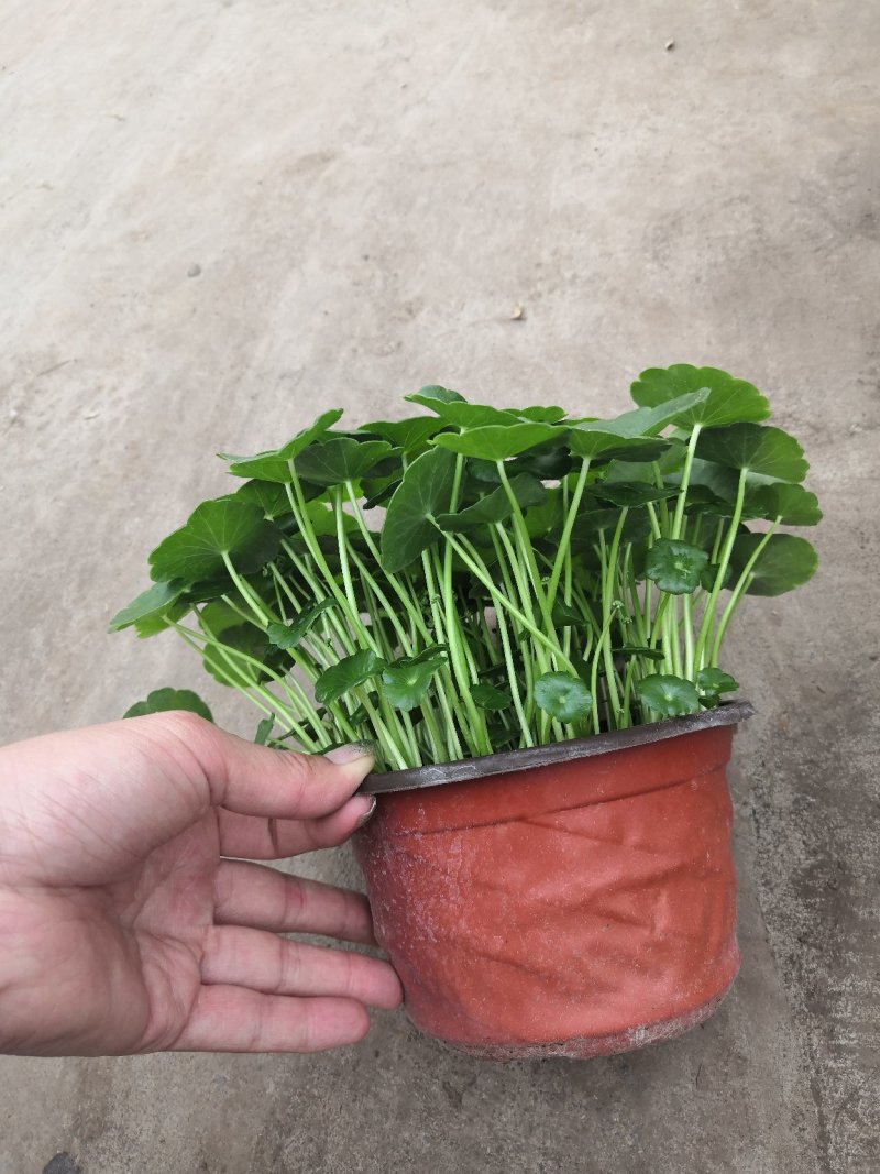 铜钱草