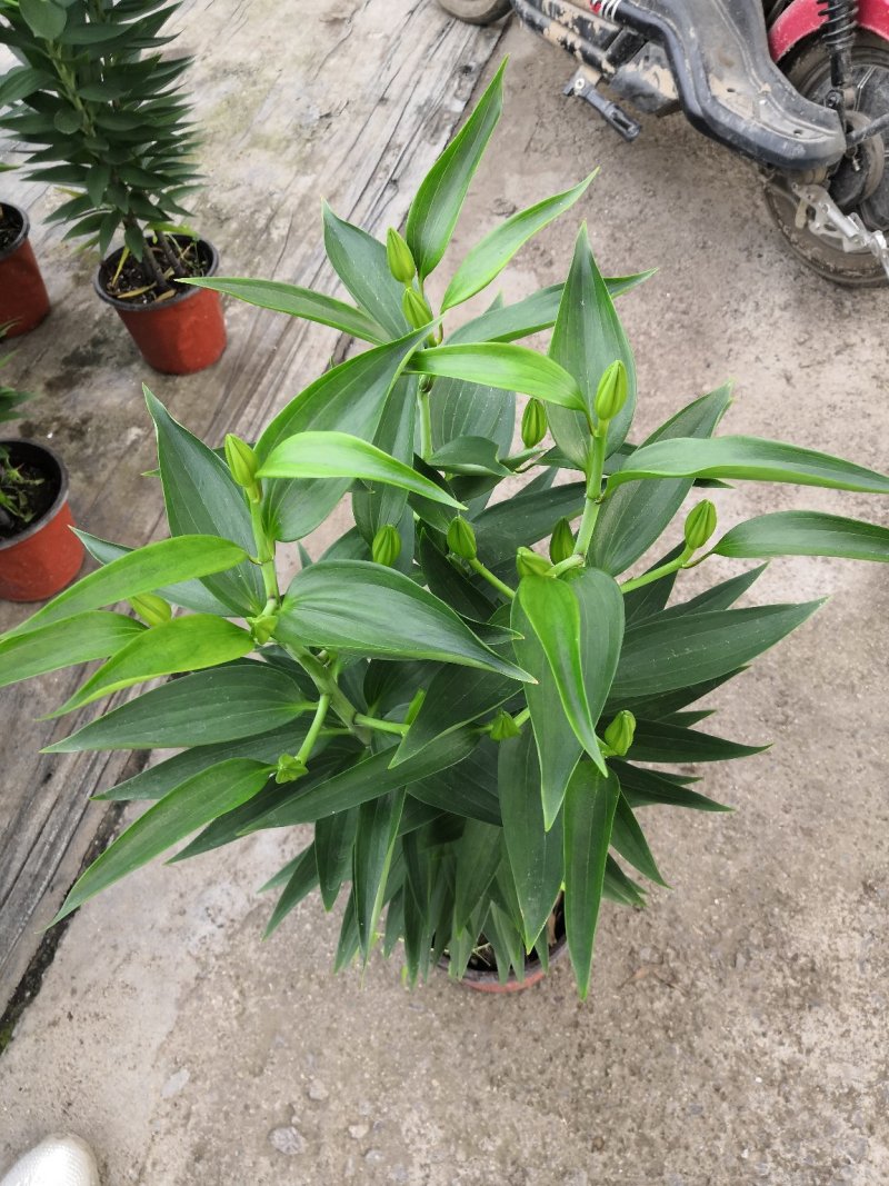 香水百合