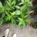 香水百合