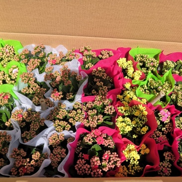 长寿花