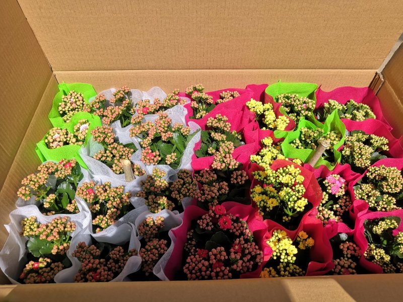长寿花
