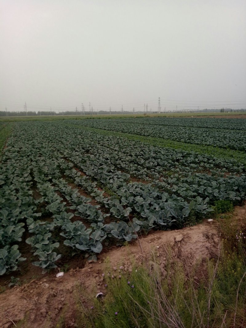 大头菜，菜花预定种