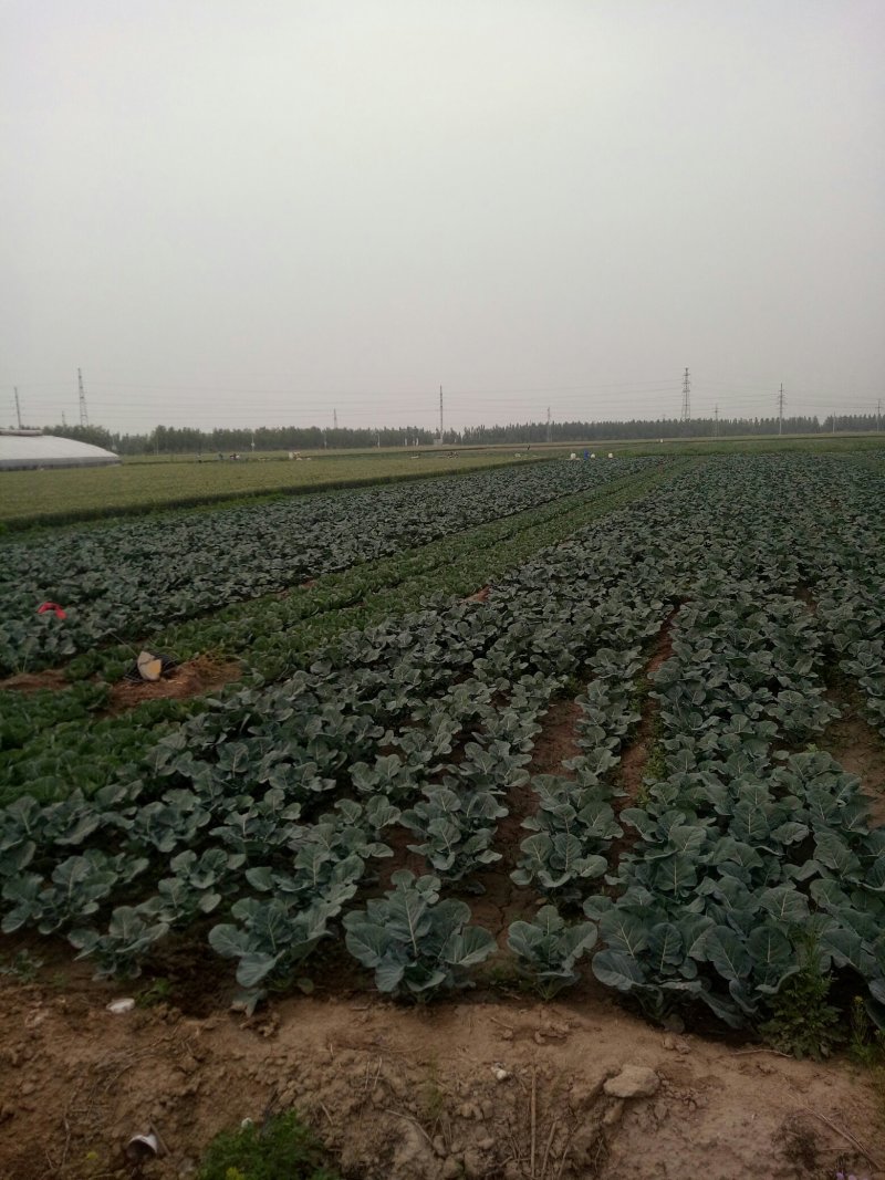 大头菜，菜花预定种