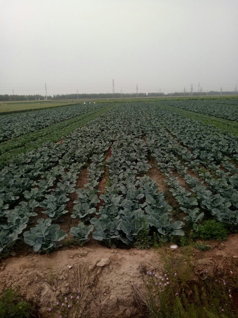 大头菜，菜花预定种