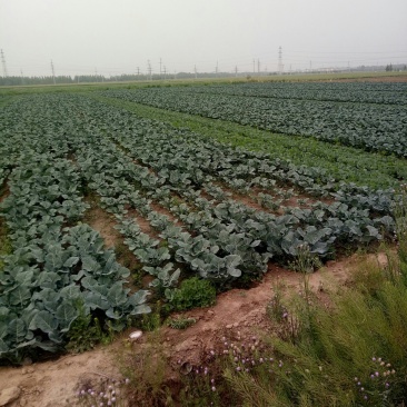 大头菜，菜花预定种