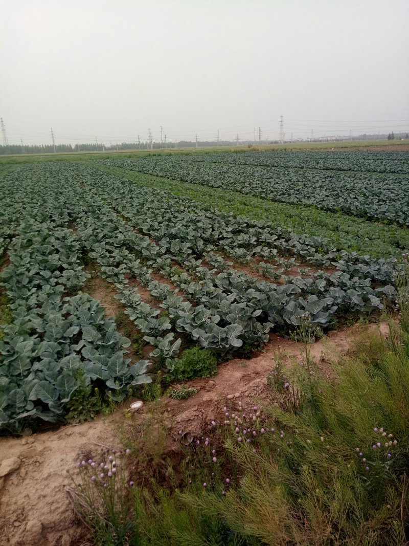 大头菜，菜花预定种