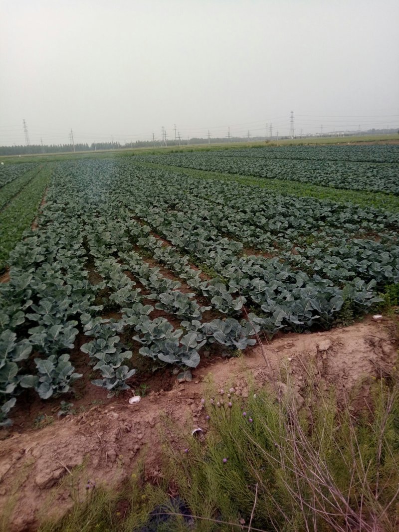 大头菜，菜花预定种