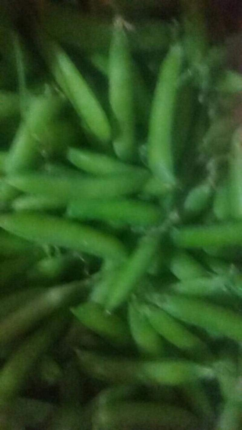 供应肖县碗豆每市斤1.2元。
