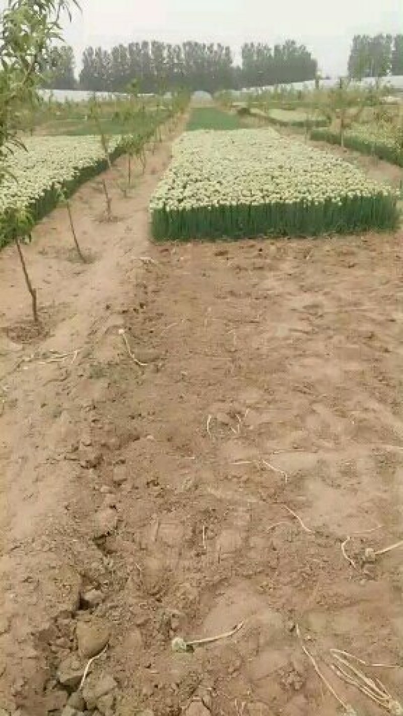 香葱小葱40~45cm商超联系各大类型商超