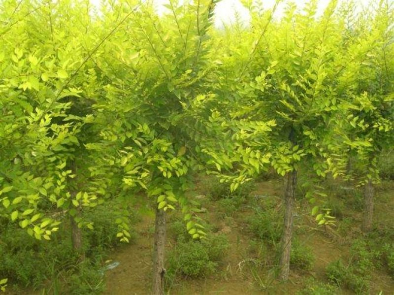 金叶榆（宁夏苗木质量保证）