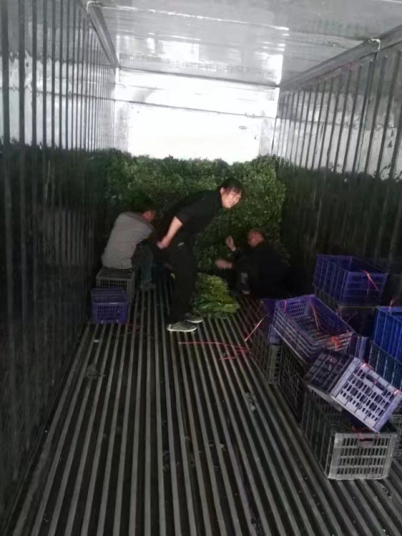 西瓜红红薯苗5000千万棵基地直发欢迎下单