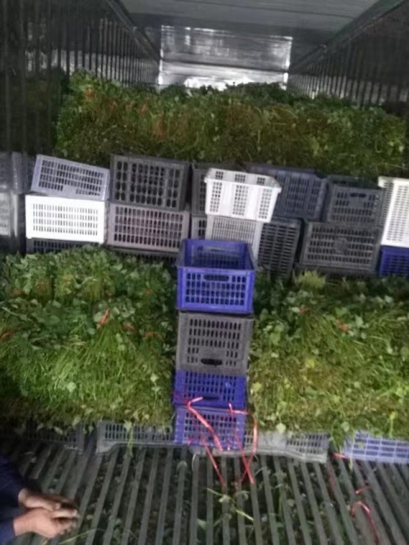 西瓜红红薯苗5000千万棵基地直发欢迎下单