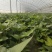 西瓜红红薯苗5000千万棵基地直发欢迎下单