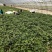 西瓜红红薯苗5000千万棵基地直发欢迎下单