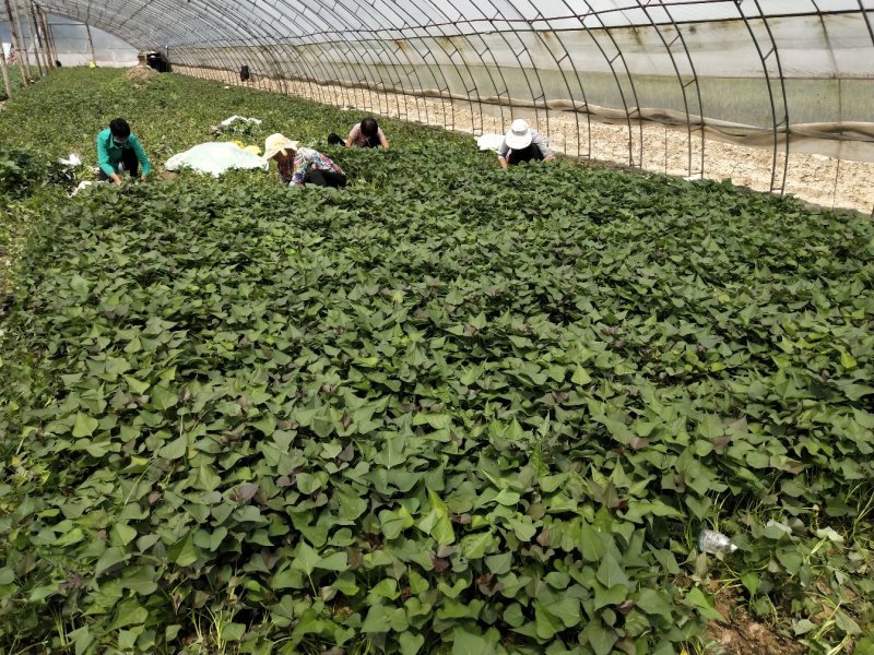 西瓜红红薯苗5000千万棵基地直发欢迎下单