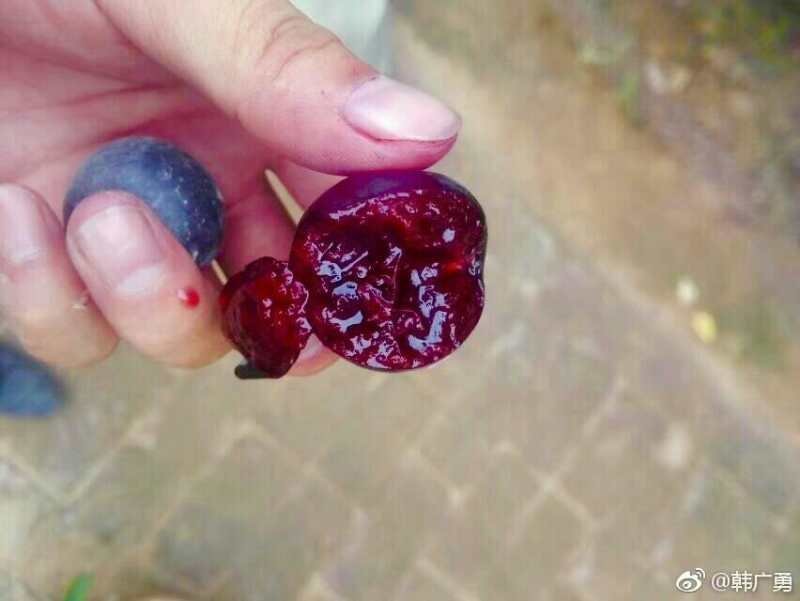 钙果苗