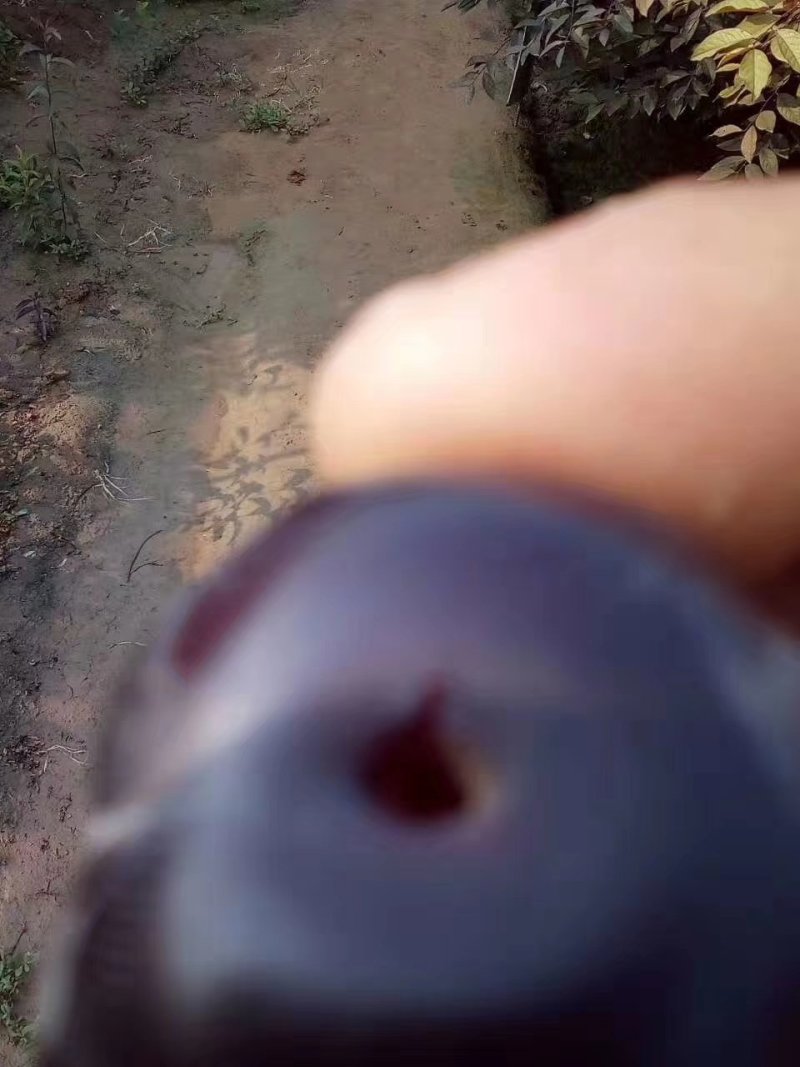 钙果苗