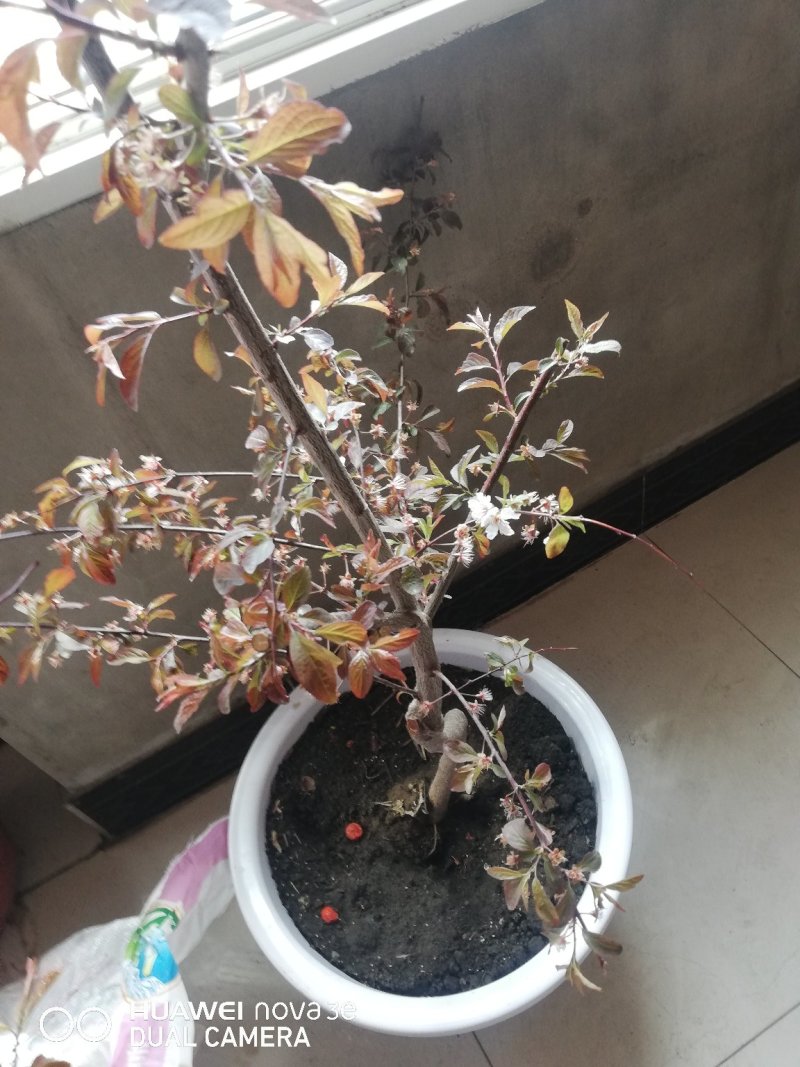钙果苗