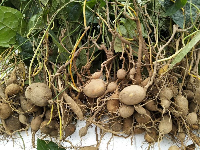 金果榄地苦胆青牛胆种苗野生苗适合种植好品种