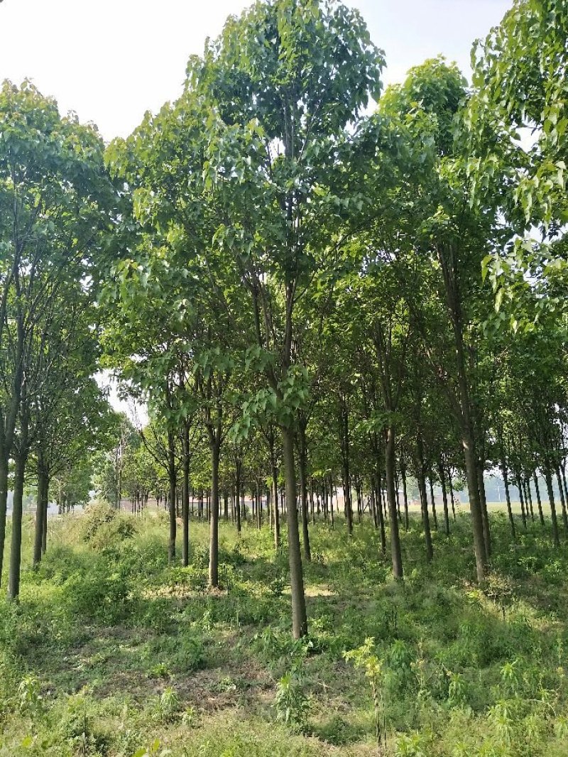 楸树楸树从根苗到大树各种规格都有