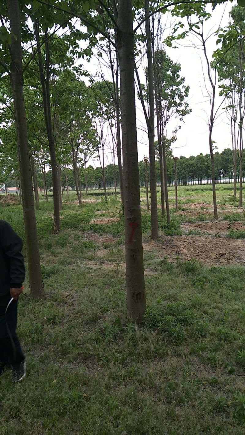 楸树楸树从根苗到大树各种规格都有