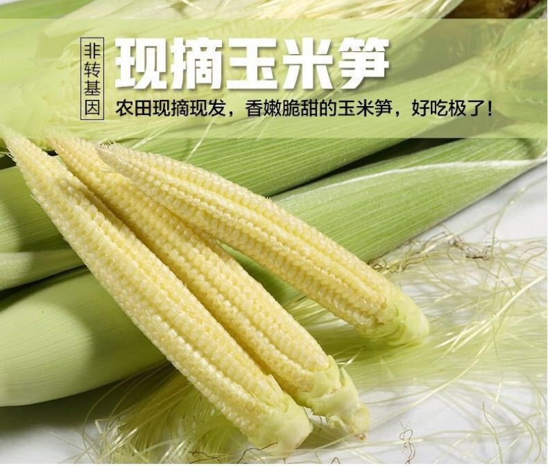 非转基因玉米笋