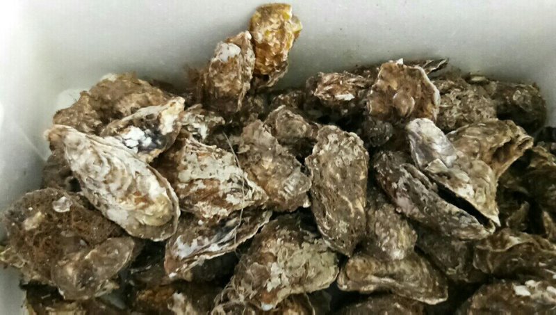 威海牡蛎大量出货价格有变动