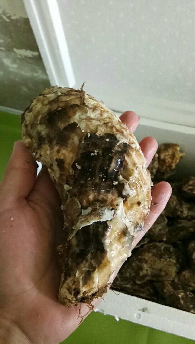 威海牡蛎大量出货价格有变动