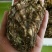 威海牡蛎大量出货价格有变动