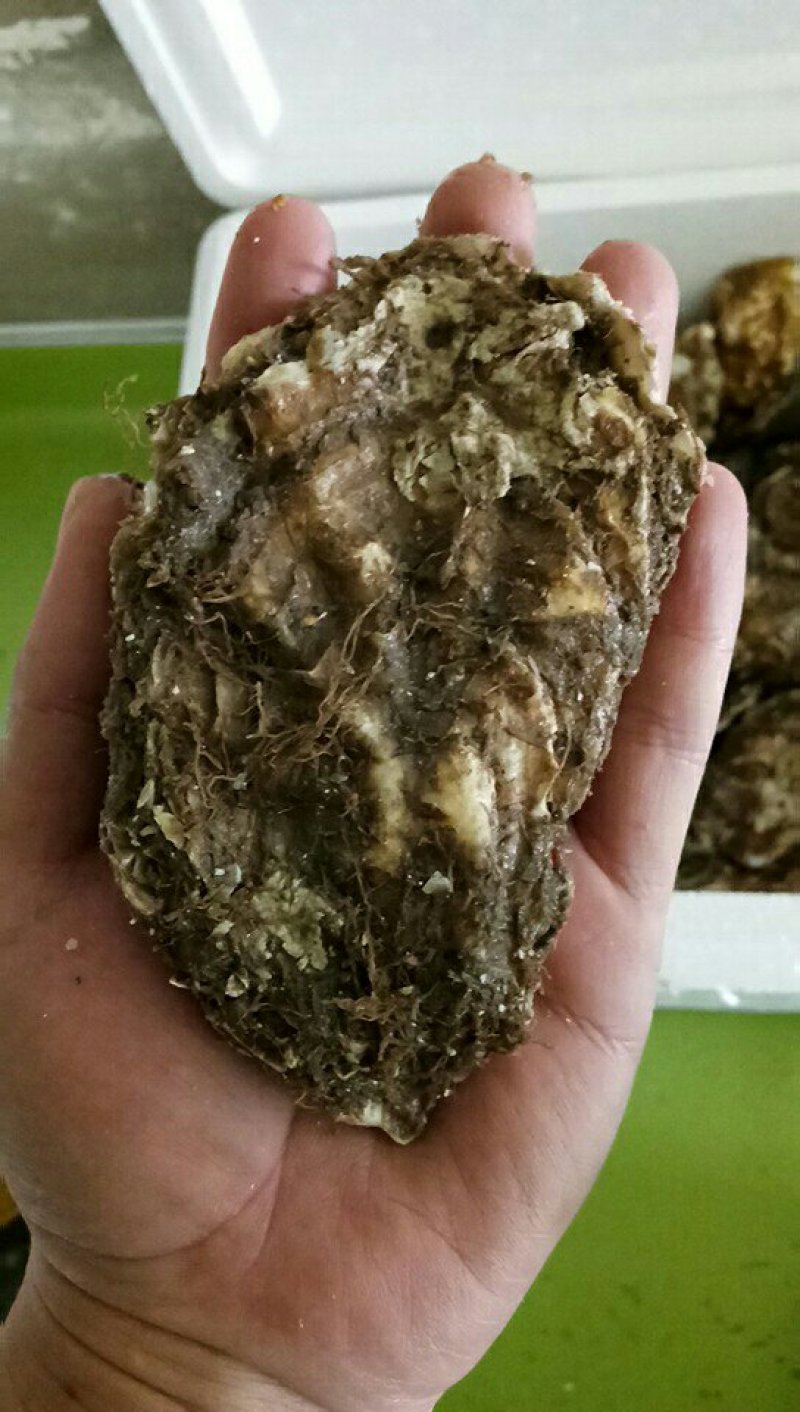 威海牡蛎大量出货价格有变动
