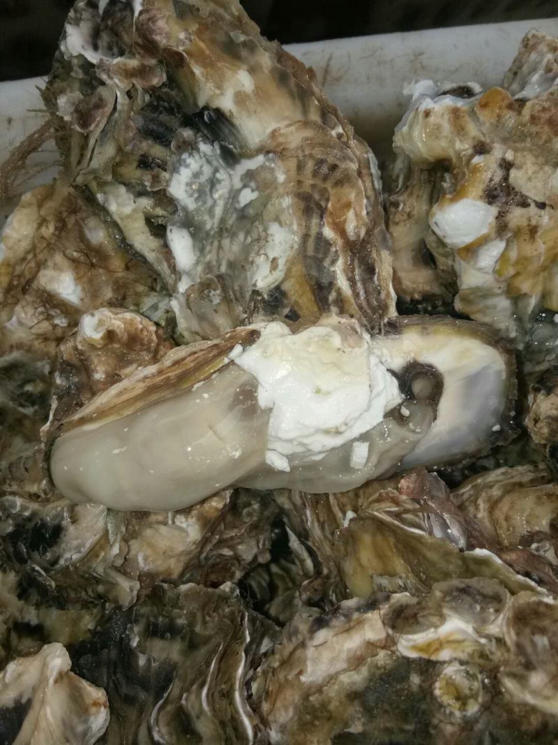 威海牡蛎大量出货价格有变动