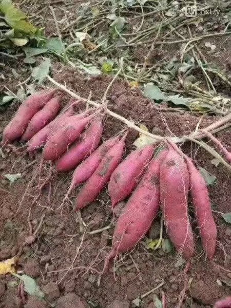 商薯19红薯苗民权县乾坤薯业