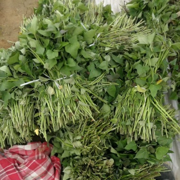 商薯19红薯苗民权县乾坤薯业