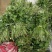 商薯19红薯苗民权县乾坤薯业