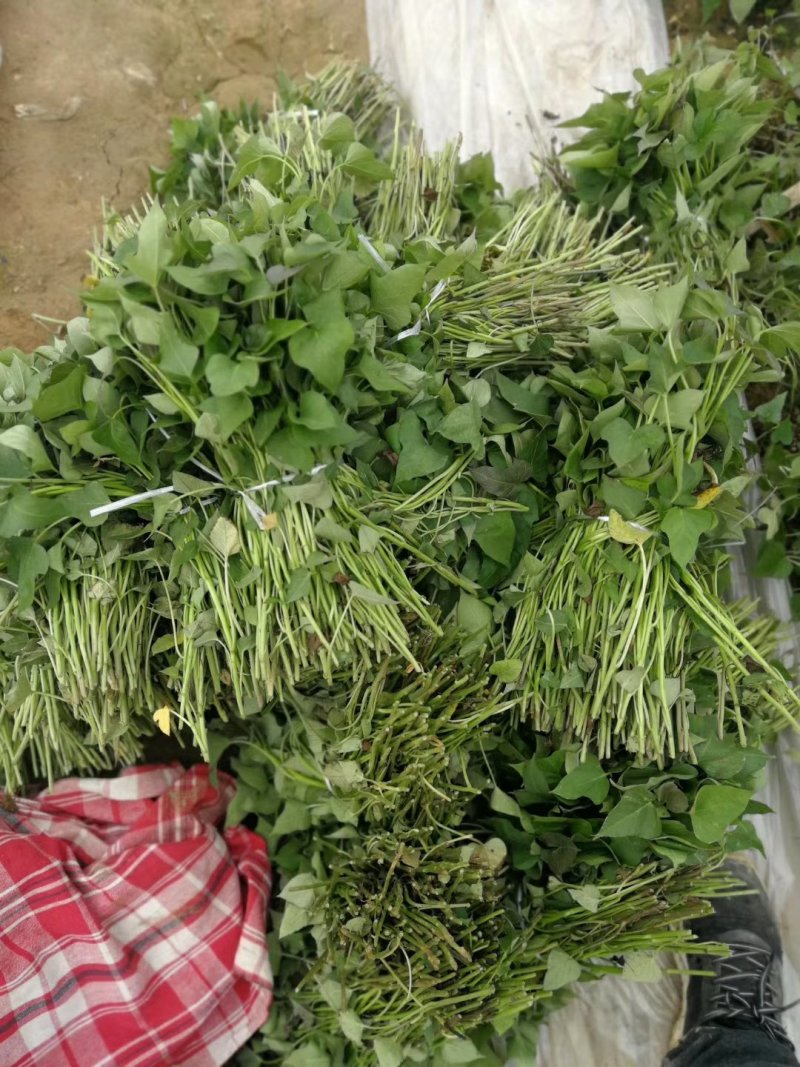商薯19红薯苗民权县乾坤薯业