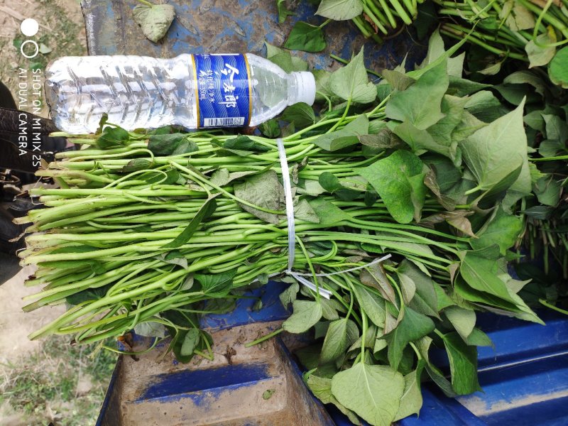 商薯19红薯苗民权县乾坤薯业